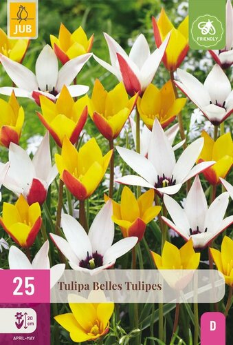 Tulp Belles tulipes mix 25 bollen