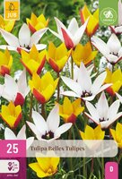 Tulp Belles tulipes mix 25 bollen