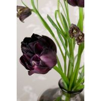 Tulp Black hero 5 bollen - afbeelding 2