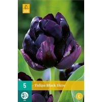 Tulp Black hero 5 bollen - afbeelding 1