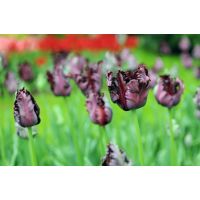 Tulp Black parrot 7 bollen - afbeelding 3