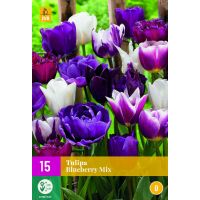 Tulp blueberry mix 15 bollen