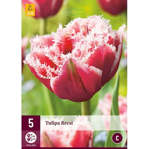 Tulp Brest 5 bollen