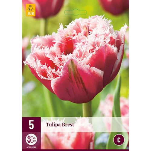 Tulp Brest 5 bollen