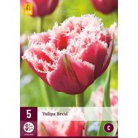 Tulp Brest 5 bollen