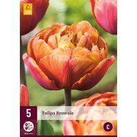 Tulp Brownie 5 bollen