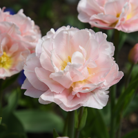 Tulp cairns 5 bollen - afbeelding 2
