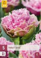 Tulp cairns 5 bollen