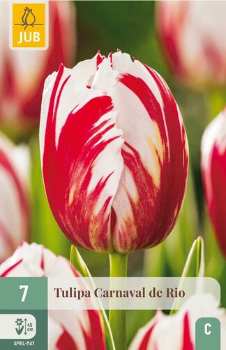 Tulp carnaval de rio 7 bollen - afbeelding 2