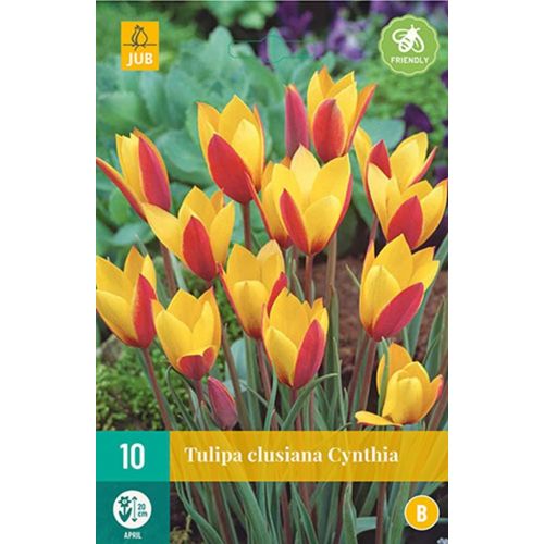 Tulp Clusiana Cynthia 10 bollen