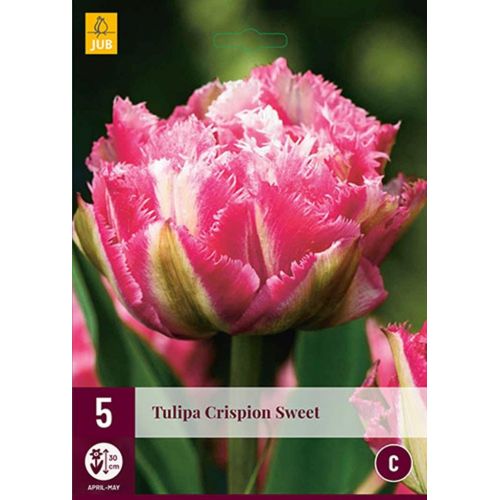 Tulp crispion sweet 5 bollen