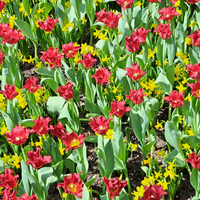 Tulp crown red dress 5 bollen - afbeelding 2