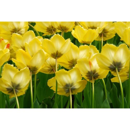 Tulp Crystal star 7 bollen - afbeelding 3