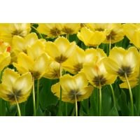 Tulp Crystal star 7 bollen - afbeelding 3