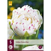 Tulp Danceline 5 bollen