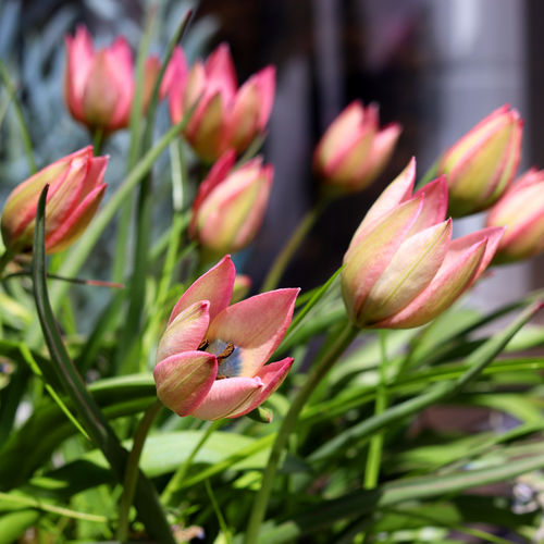Tulp Danique 7 bollen - afbeelding 2