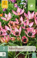 Tulp Danique 7 bollen - afbeelding 1