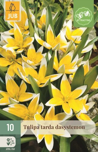 Tulp dasystemon tarda 10 bollen - afbeelding 1