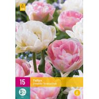 Tulp double Sensation 15 bollen