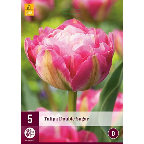 Tulp double sugar 5 bollen - afbeelding 1