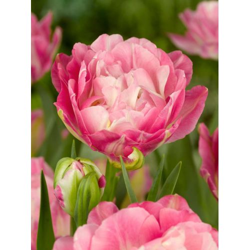 Tulp double sugar 5 bollen - afbeelding 2