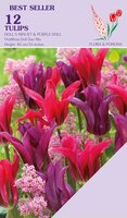Tulp duo 2x6 Viridiflora Doll mix 12 bollen