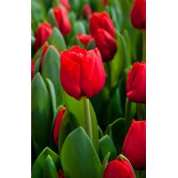 Tulp Escape 10 bollen - afbeelding 2