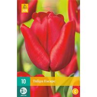 Tulp Escape 10 bollen - afbeelding 1