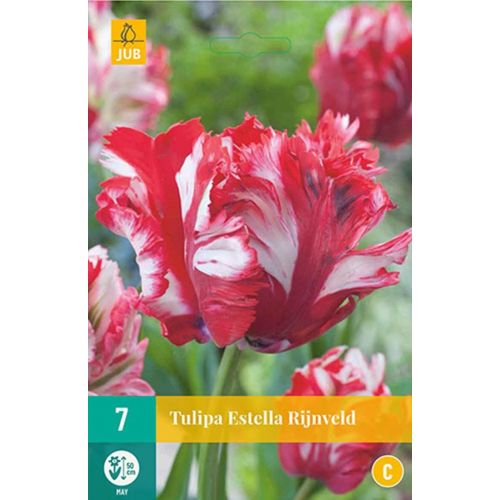 Tulp Estella Rijnveld 7 bollen - afbeelding 1