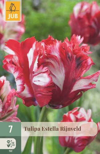 Tulp Estella Rijnveld 7 bollen - afbeelding 1