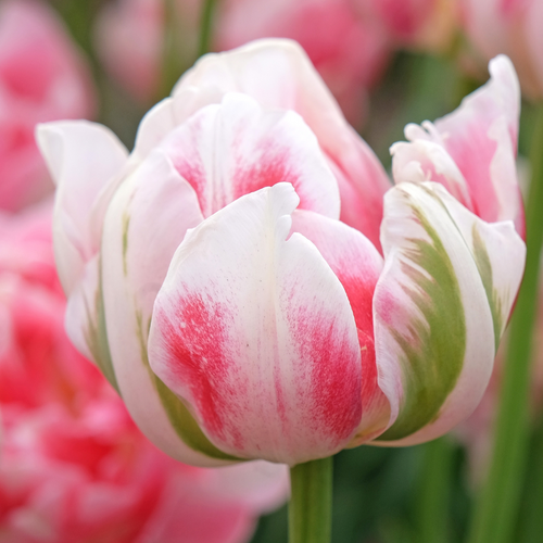 Tulp Finola 7 bollen - afbeelding 2