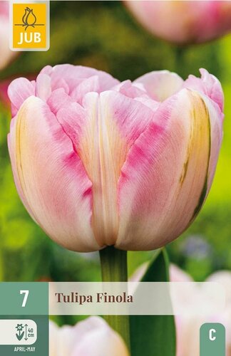 Tulp Finola 7 bollen - afbeelding 1