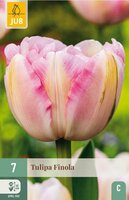 Tulp Finola 7 bollen - afbeelding 1