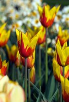 Tulp fire wings 7 bollen - afbeelding 2