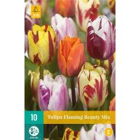 Tulp flaming beauty mix 10 bollen