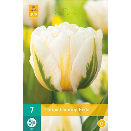 Tulp Flaming Evita 7 bollen