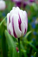 Tulp flaming flag 7 bollen - afbeelding 2