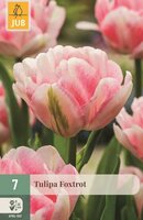 Tulp Foxtrot 7 bollen - afbeelding 1