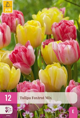 Tulp foxtrot mix 12 bollen