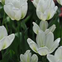Tulp green spirit 7 bollen - afbeelding 2