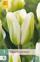 Tulp green spirit 7 bollen - afbeelding 1