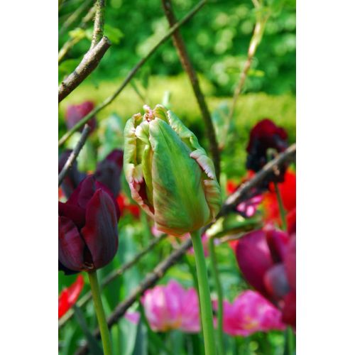 Tulp Green Wave 5 bollen - afbeelding 2