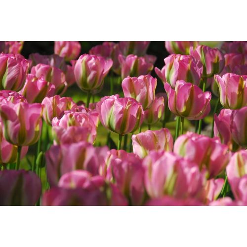 Tulp groenland 7 bollen - afbeelding 3