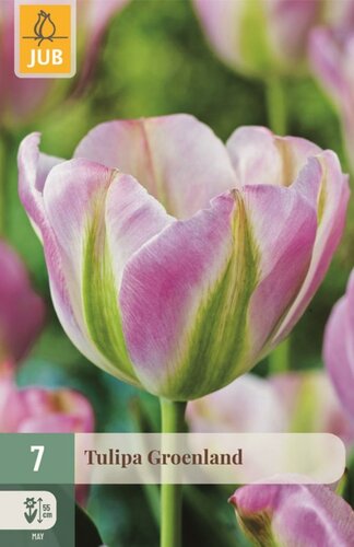 Tulp groenland 7 bollen - afbeelding 1