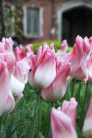 Tulp Holland chic 7 bollen - afbeelding 2