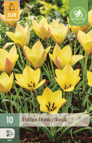 HONKY TONK TULIPA