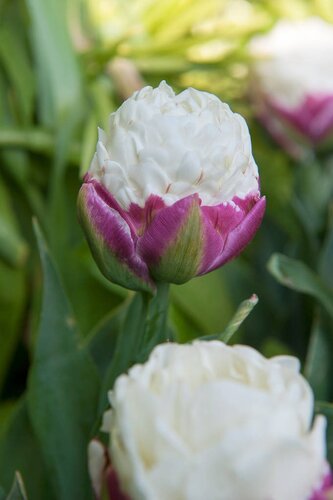 Tulp Ice Cream 5 bollen - afbeelding 2