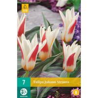 Tulp Johann Strauss 7 bollen - afbeelding 1