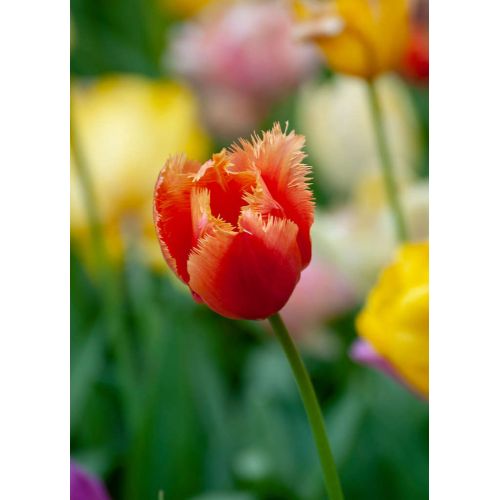 Tulp Lambada 7 bollen - afbeelding 2