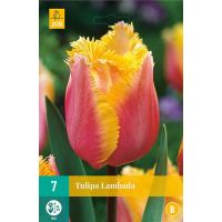 Tulp Lambada 7 bollen - afbeelding 1